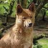 Australischer Bergdingo