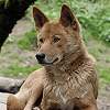 Australischer Bergdingo