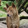 Australischer Bergdingo