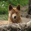 Australischer Bergdingo