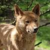 Australischer Bergdingo