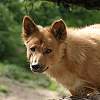 Australischer Bergdingo