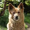 Australischer Bergdingo