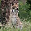 Luchs im Tierpark Granat in Haltern am See